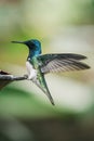 Shallow focus shot of a beautiful Ruby-throated hummingbird