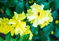 Shallow focus shot of a beautiful vibrant yellow rose in a blurry green background Royalty Free Stock Photo