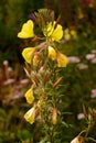 Shallow focus shot of a beautiful yellow large-flowered evening primrose Royalty Free Stock Photo