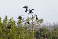 Shallow focus shot of birds landing on a tree branch with a blurred background