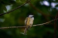 Shallow focus shot of a Black-capped chickadee bird perched on a tree branch Royalty Free Stock Photo