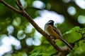 Shallow focus shot of a Black-capped chickadee bird perched on a tree branch Royalty Free Stock Photo