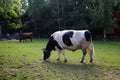 Shallow focus shot of a black and white cow grazing on a farm Royalty Free Stock Photo