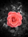Shallow focus shot of a blossomed pink rose on a black and white background, a vertical shot Royalty Free Stock Photo
