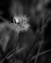 Shallow focus shot of a blowball dandelion Royalty Free Stock Photo