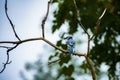 Shallow focus shot of a blue jay bird perched on a tree branch Royalty Free Stock Photo