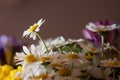 Shallow focus shot of a bouquet of chamomile flowers with a blurred background Royalty Free Stock Photo