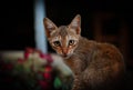 Shallow focus shot of a brown chausie cat with blurred flowers in the background