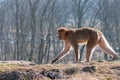 Shallow focus shot of a brown Macaque walking with deciduous trees in the background