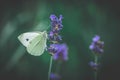 Shallow focus shot of a cabbage white butterfly pollinating on a lavender flower Royalty Free Stock Photo