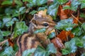 Shallow focus shot of a common chipmunk among leaves Royalty Free Stock Photo