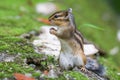 Shallow focus shot of a common chipmunk on moss Royalty Free Stock Photo