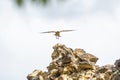 Shallow focus shot of Common kestrel flying above rock formation with open wings Royalty Free Stock Photo