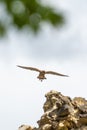 Shallow focus shot of Common kestrel flying above rock formation with open wings Royalty Free Stock Photo