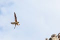 Shallow focus shot of Common kestrel flying above rock formation with open wings Royalty Free Stock Photo
