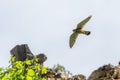 Shallow focus shot of Common kestrel flying above rock formation with open wings Royalty Free Stock Photo