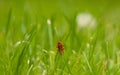 Shallow focus shot of a common red soldier beetle (Rhagonycha fulva) on the grass Royalty Free Stock Photo