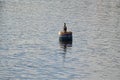 Shallow focus shot of a cormorant bird perched on a floating barrel in the middle of the sea