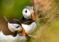 Shallow focus shot of a couple of Atlantic puffins buildings their nest with blur background