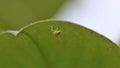 Shallow focus shot of a cucumber green spider under a magnolia plant leaf Royalty Free Stock Photo