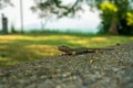 Shallow focus shot of a cute Common wall lizard camouflaged on a rock in the park Royalty Free Stock Photo