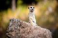 Shallow focus shot of a cute meerkat sitting on a flat rock Royalty Free Stock Photo