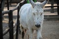 Shallow focus shot of a cute white burro