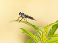 Shallow focus shot of a dipterous insect on a plant Royalty Free Stock Photo