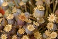 Shallow focus shot of dry opium poppy plant Royalty Free Stock Photo