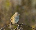 Shallow focus shot of a dunnock perched on the tree branch on a sunny day