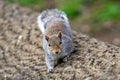 Shallow focus shot of an eastern gray squirrel walking on a tree trunk with blur background Royalty Free Stock Photo