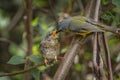 Shallow focus shot of an eastern yellow robin feeding its chick with blur background Royalty Free Stock Photo