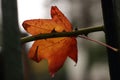 Shallow focus shot of fallen red maple leaf stuck on stem thorns of a plant with blur background Royalty Free Stock Photo