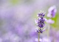 Shallow focus shot of a field of lavender flowers Royalty Free Stock Photo