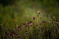 Shallow focus shot of a Gold finch on thistles Royalty Free Stock Photo