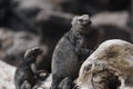 Shallow focus shot of a grey iguana in a grey blurry background