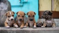 Shallow focus shot of group of adorable Aspin puppies in concrete fountains