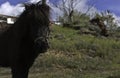 Shallow focus shot of a hairy pony Royalty Free Stock Photo