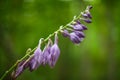 Shallow focus shot of the Hosta clausa in bloom Royalty Free Stock Photo