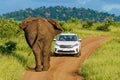 Shallow focus shot of a huge elephant walking towards the white car