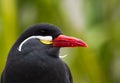 Shallow focus shot of an Inca tern bird Royalty Free Stock Photo