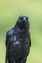 Shallow focus shot of a large black crow bird on a green blurred background Royalty Free Stock Photo