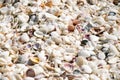 Shallow focus shot of many seashells in different colors and sizes Royalty Free Stock Photo