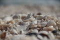 Shallow focus shot of many seashells in different colors and sizes Royalty Free Stock Photo