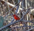 Shallow focus shot of a northern cardinal bird perched on a tree branch in the garden on a sunny day Royalty Free Stock Photo