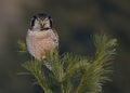 Shallow focus shot of a northern hawk owl perching on a pine tree branch with blur background Royalty Free Stock Photo