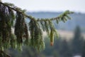 Shallow focus shot of Norway spruce tree branch with brown and green conifer cone