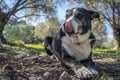 Shallow focus shot of an old dog resting on the ground while licking its nose Royalty Free Stock Photo