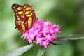 Shallow focus shot of an orange white butterfly perched on pink santan flowers Royalty Free Stock Photo