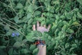 Shallow focus shot of a person`s hand in green mint or mentha plant leaves Royalty Free Stock Photo